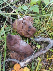 Gyromitra infula