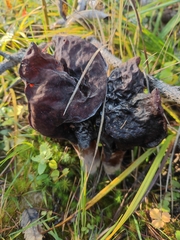 Gyromitra infula