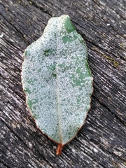 Elaeagnus pungens