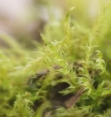 Hygroamblystegium humile