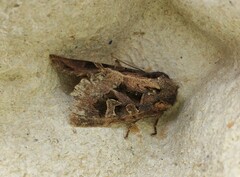 Trigonophora jodea