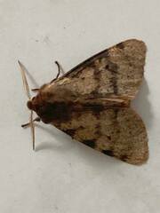 Canararctia rufescens