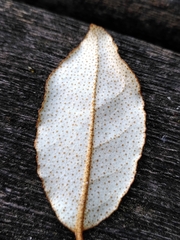 Elaeagnus pungens