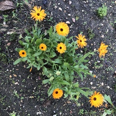 Calendula officinalis