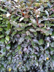 Elaeagnus pungens