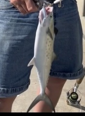 Scomberomorus maculatus