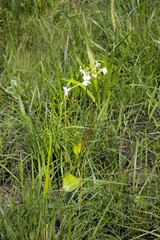Pelargonium luridum