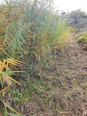 Hygroamblystegium humile