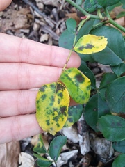 Diplocarpon rosae