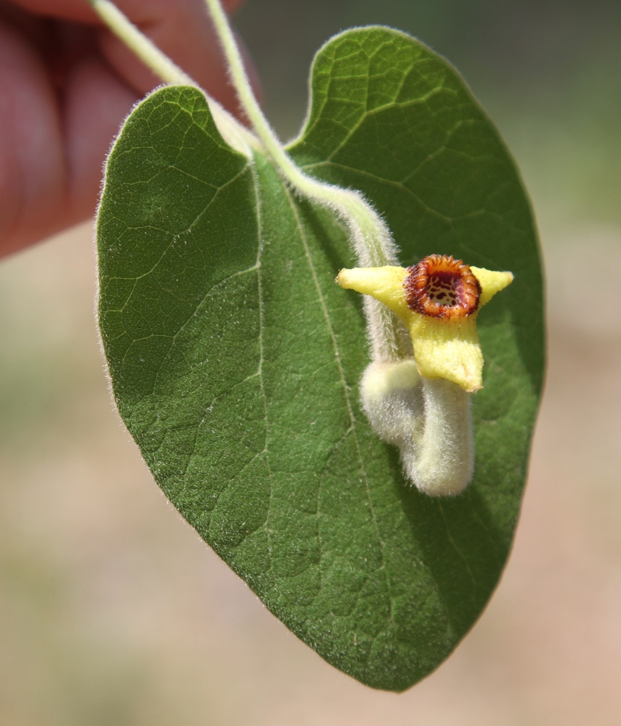 Woolly Dutchman S Pipe From Fort Worth Nature Center Refuge On April 19 2015 By Bob O Kennon