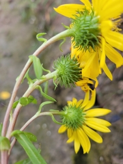 Grindelia