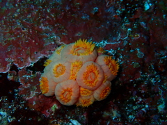 Tubastraea coccinea