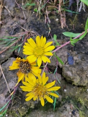 Grindelia
