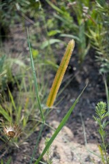 Setaria sphacelata