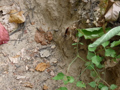Tachypompilus ferrugineus