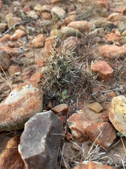 Ancistrocactus scheeri