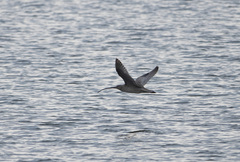 Numenius madagascariensis