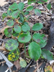 Diplocarpon rosae