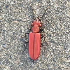 Cucujus cinnaberinus