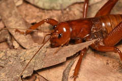 Cratomelus armatus
