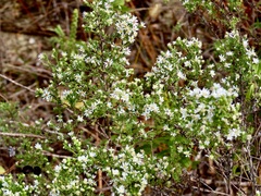 Symphyotrichum ericoides