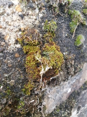 Bryoerythrophyllum recurvirostrum