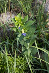 Thunbergia natalensis