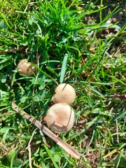 Agrocybe pediades
