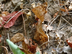 Tachypompilus ferrugineus