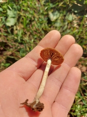 Agrocybe pediades