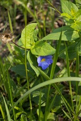 Thunbergia natalensis