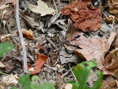 Tachypompilus ferrugineus