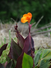 Canna × generalis