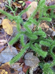 Lycopodiaceae