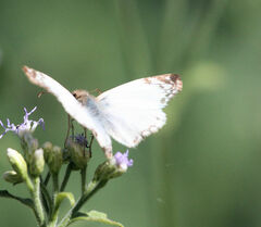 Heliopetes laviana