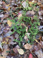 Lycopodiaceae