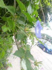 Ipomoea nil