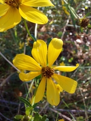 Bidens mitis