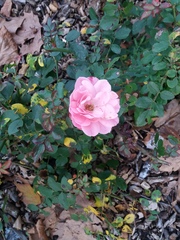 Diplocarpon rosae