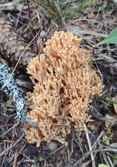 Phaeoclavulina flaccida