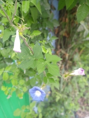 Ipomoea nil