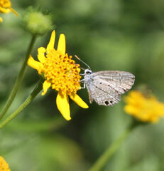 Hemiargus ceraunus