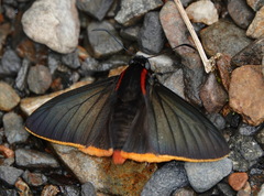 Pyrrhopyge hadassa
