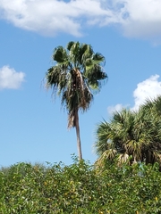 Coryphoideae