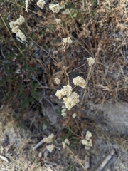 Pseudognaphalium biolettii