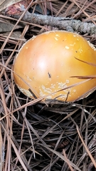 Amanita persicina