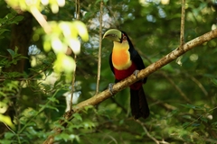 Ramphastos dicolorus
