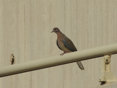 Streptopelia senegalensis