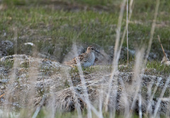 Calidris subminuta