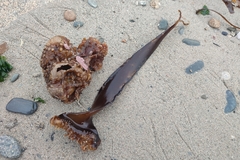 Saccorhiza polyschides